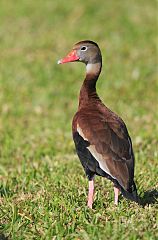 Black-bellied Whistling-Duck